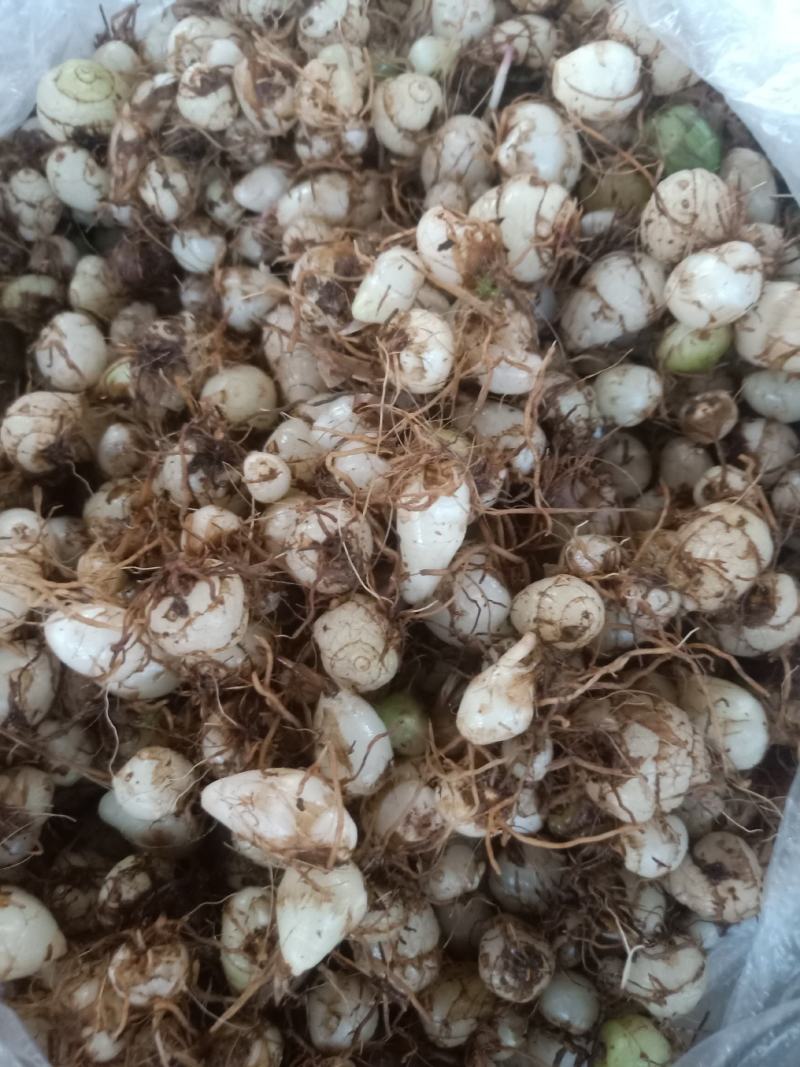 云南普洱小白芨_圆白芨_野生白芨