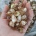 云南普洱小白芨_圆白芨_野生白芨