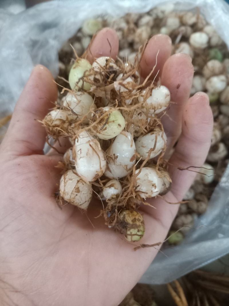 云南普洱小白芨_圆白芨_野生白芨