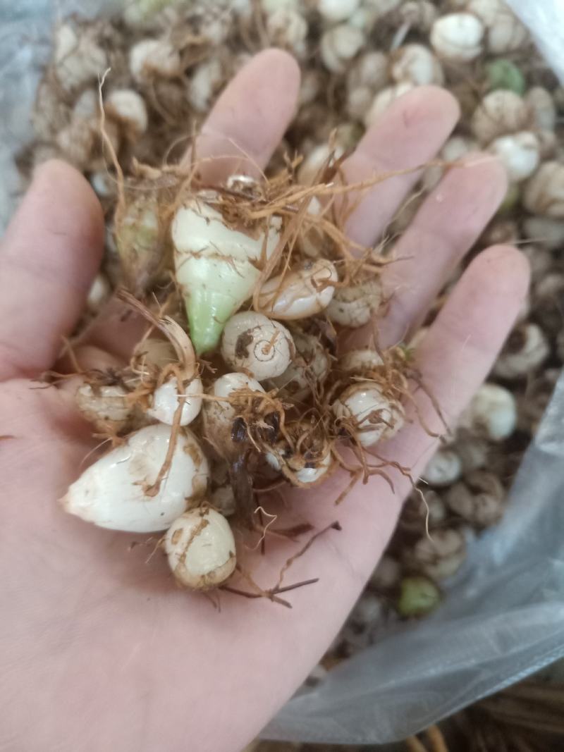 云南普洱小白芨_圆白芨_野生白芨