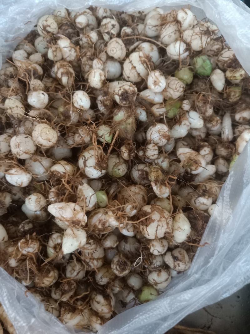 云南普洱小白芨_圆白芨_野生白芨