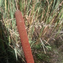 蒲棒纯野生有需要的老板联系