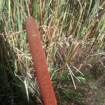 蒲棒纯野生有需要的老板联系