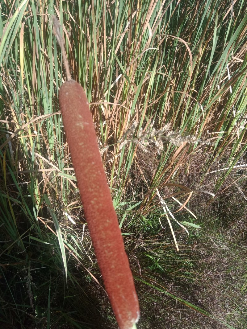蒲棒纯野生有需要的老板联系