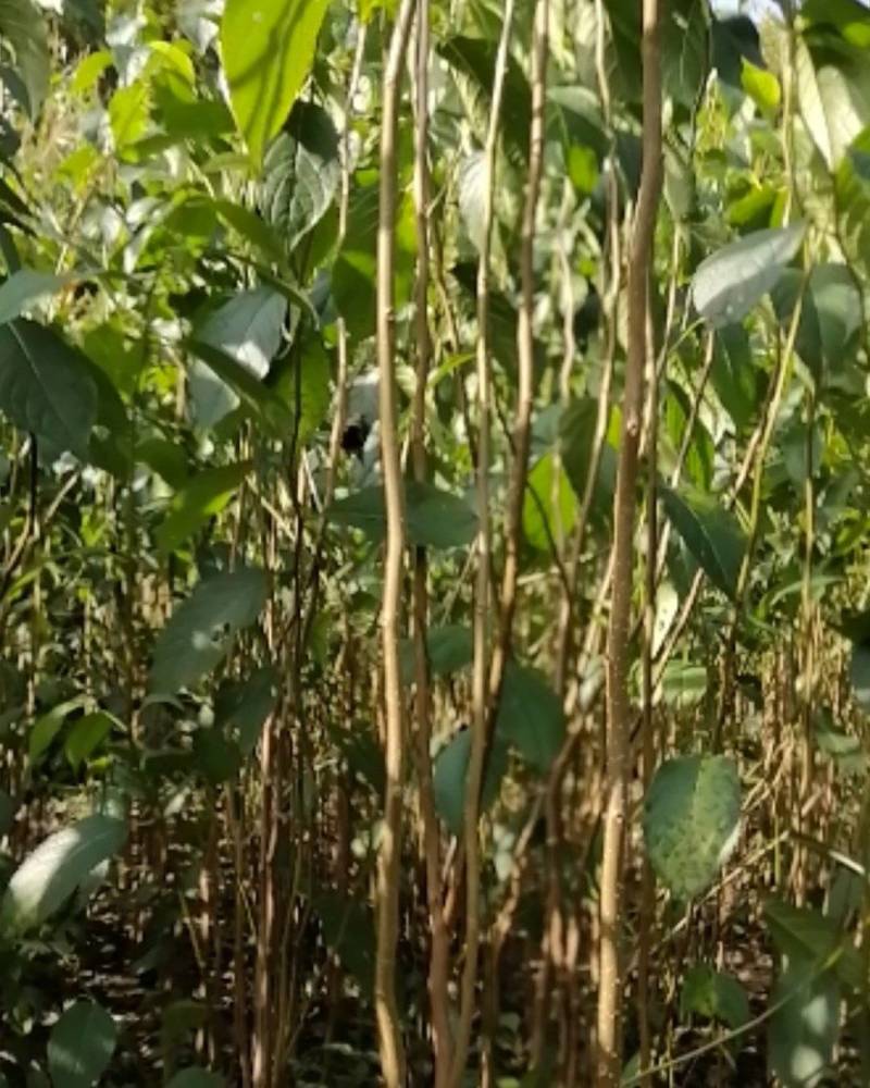 一至二年杜仲小苗，生长旺势，供应量充足。