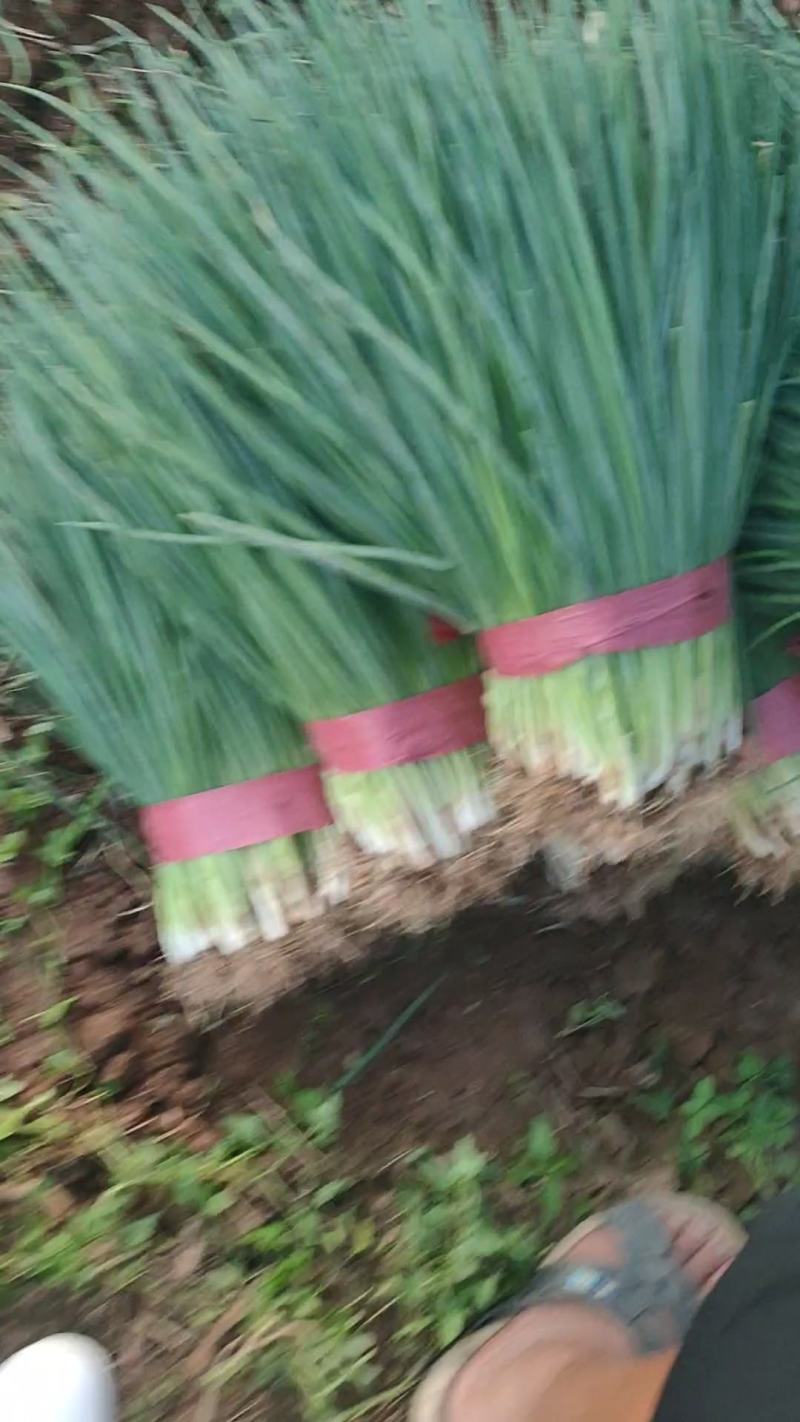 本地小香葱质量好，视频看货，产地直发，价格实惠