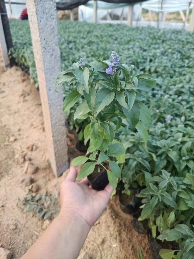 篮花鼠尾草，鼠尾草，草花鼠尾草，供应常年供应各种绿化苗木