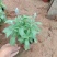 篮花鼠尾草,鼠尾草,草花鼠尾草,供应常年供应各种绿化苗木
