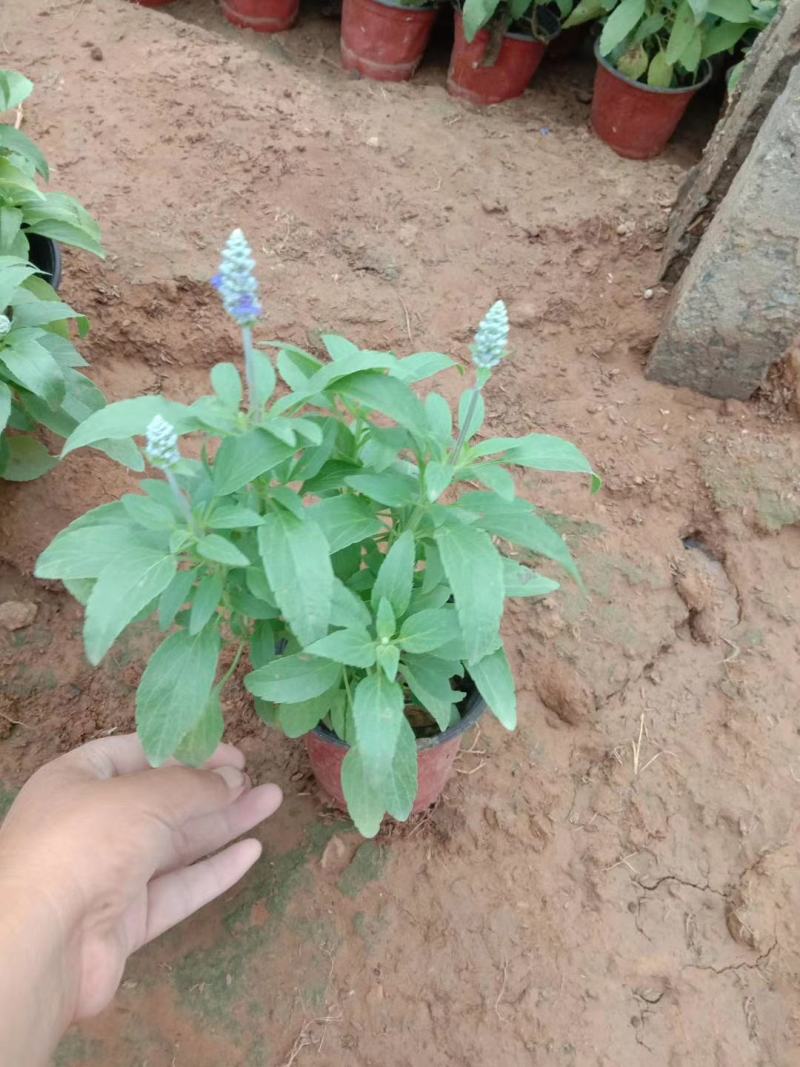篮花鼠尾草，鼠尾草，草花鼠尾草，供应常年供应各种绿化苗木