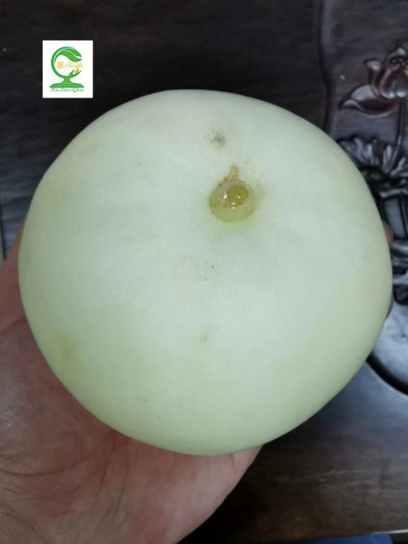 蜜妃香瓜早熟肉质细腻口感清甜抗病丰产