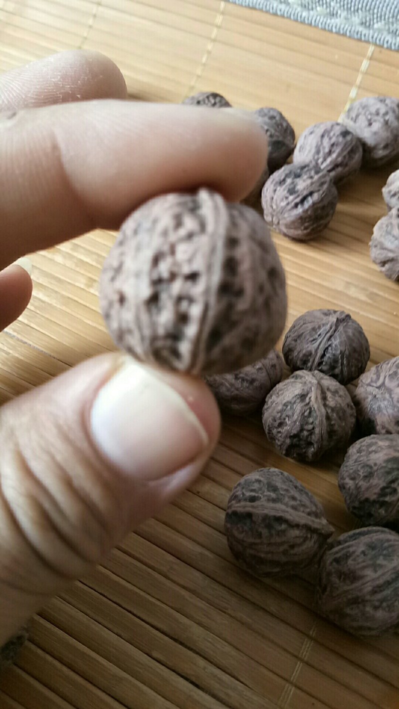 野生山核桃，一件代发，大山的馈赠，山核桃，中药原材料
