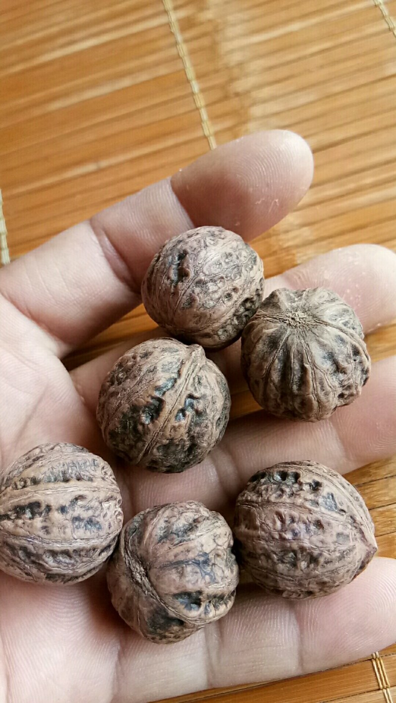 野生山核桃，一件代发，大山的馈赠，山核桃，中药原材料