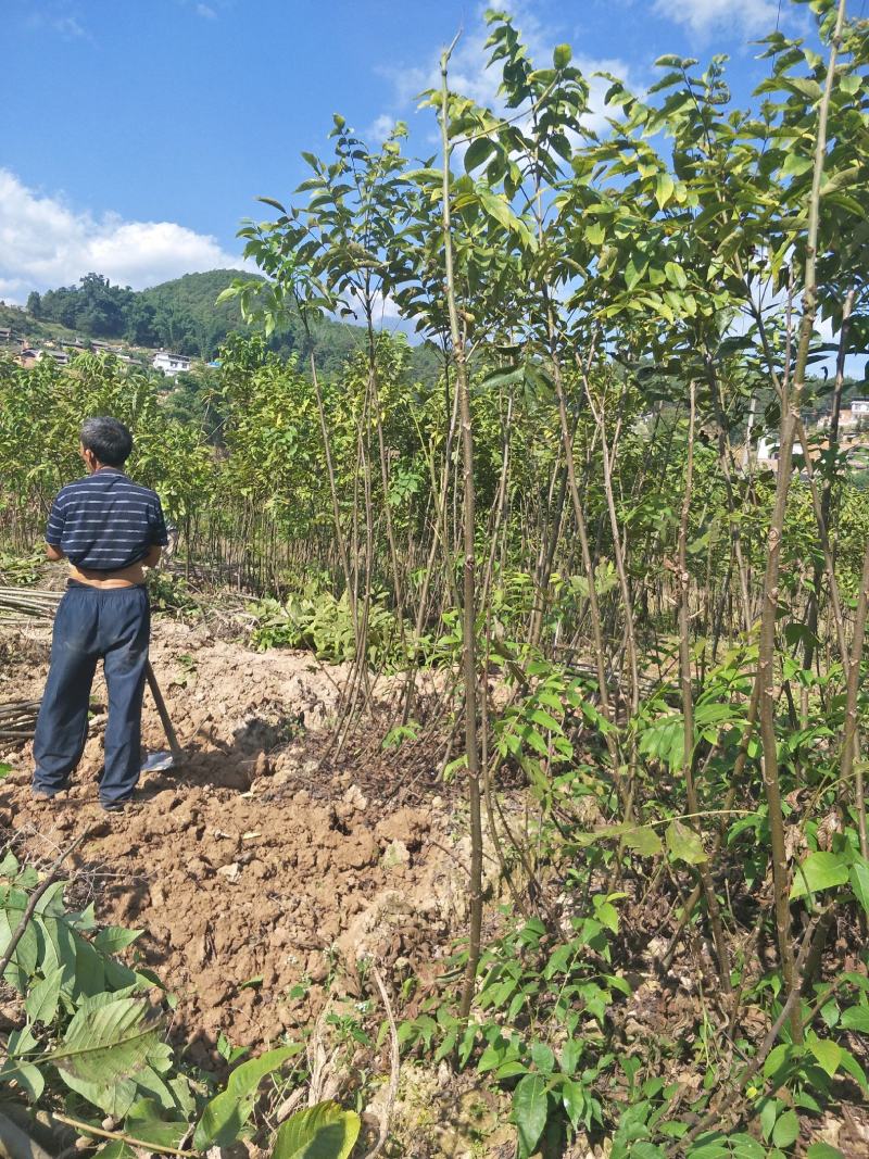 核桃苗云新系列香玲大袍大麻新疆核桃技术服务包挂果