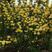 黄刺梅扦插苗苗高12至40公分高以及多年生，保重瓣。