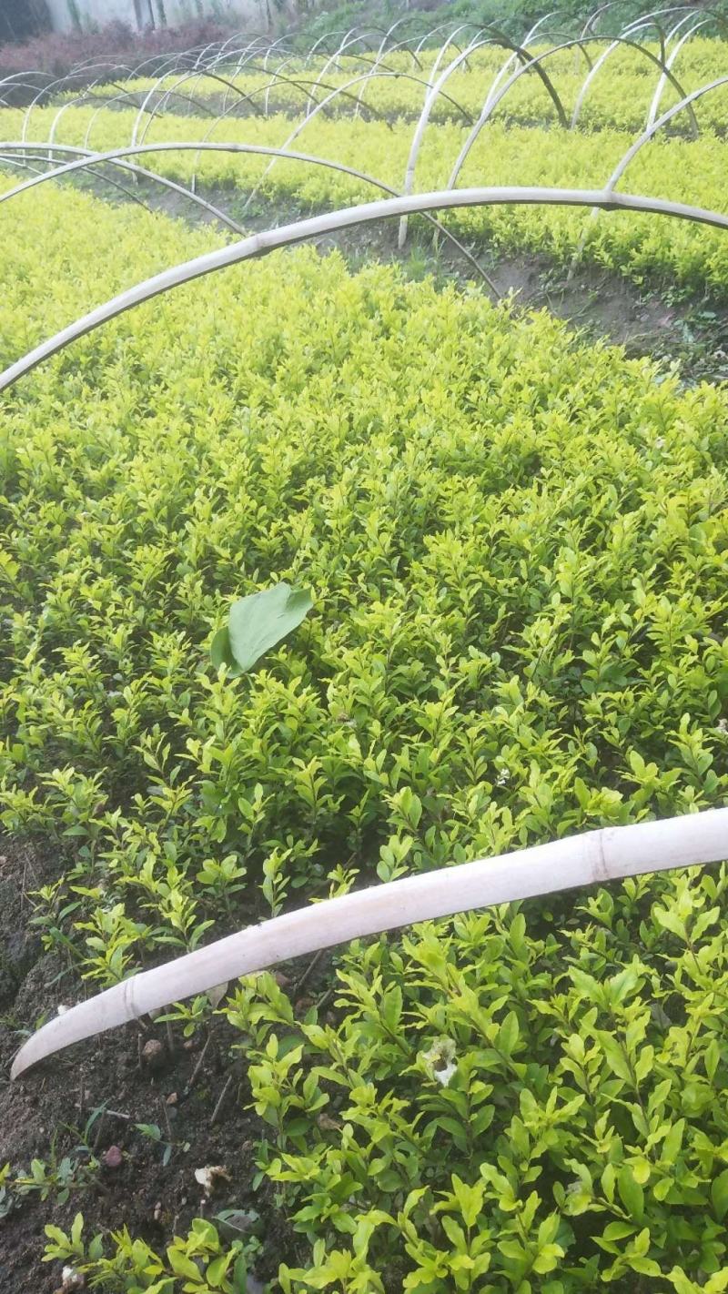 金叶水腊小苗10公分至40公分高，杯苗25公分至50公分