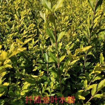 金叶水腊小苗10公分至40公分高，杯苗25公分至50公分