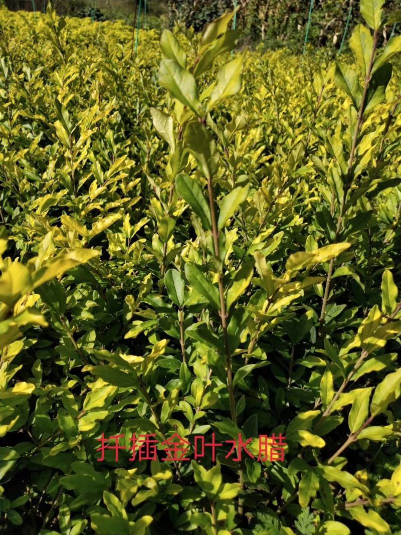 金叶水腊小苗10公分至40公分高，杯苗25公分至50公分