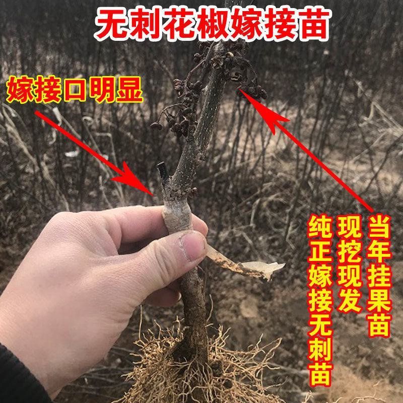 无刺花椒苗改良无刺大红袍花椒苗嫁接花椒树苗