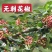 无刺花椒苗改良无刺大红袍花椒苗嫁接花椒树苗