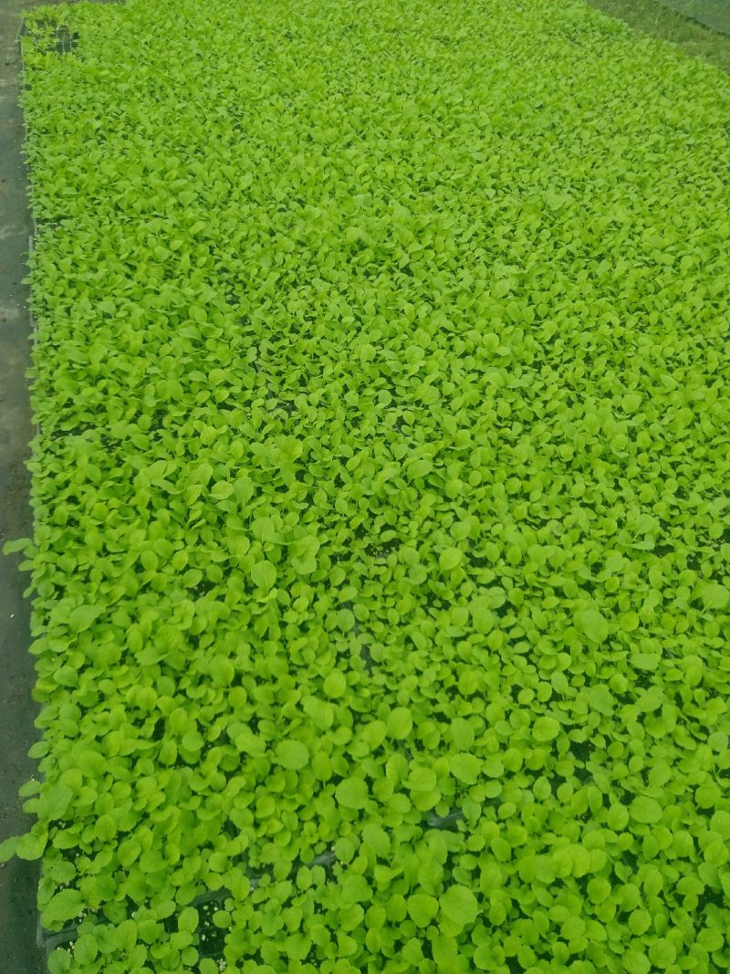 精品大白菜苗一手货源量大从优山东莘县大型苗厂
