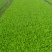 精品大白菜苗一手货源量大从优山东莘县大型苗厂