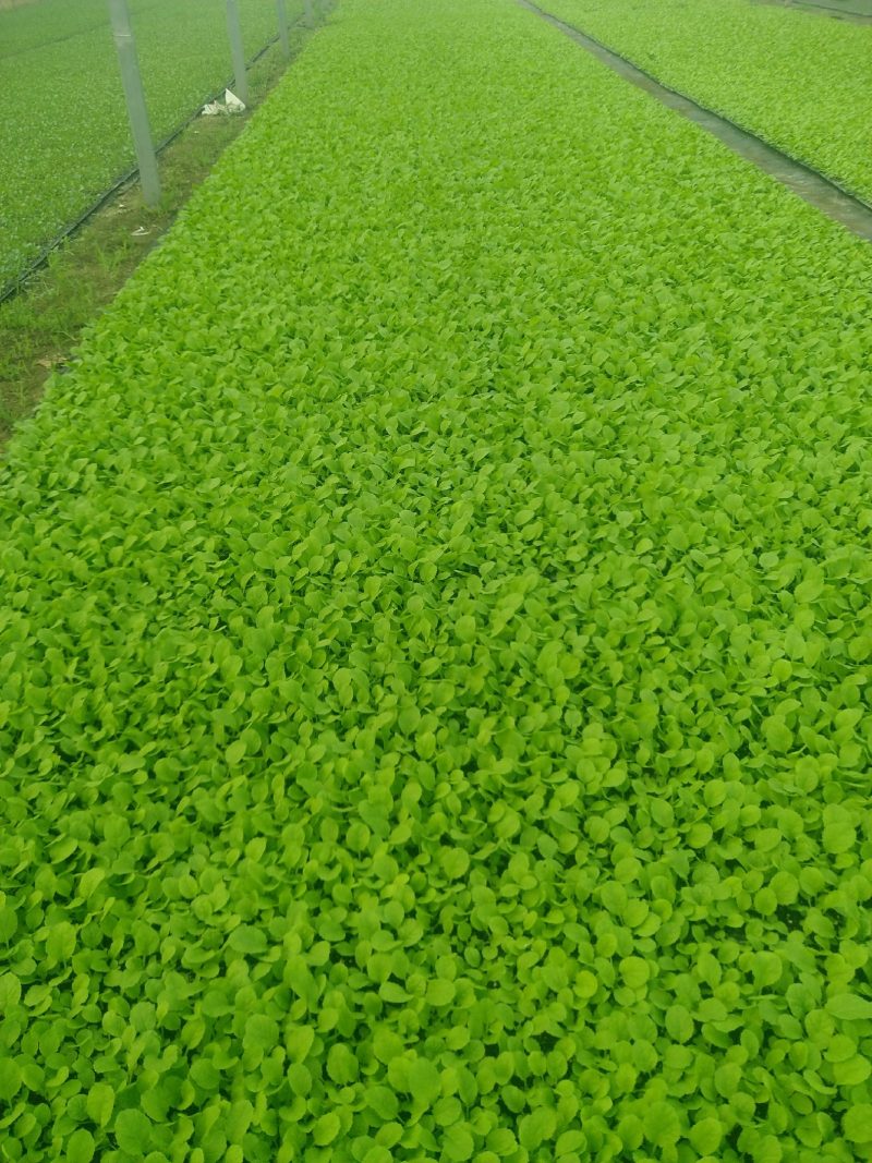 精品大白菜苗一手货源量大从优山东莘县大型苗厂