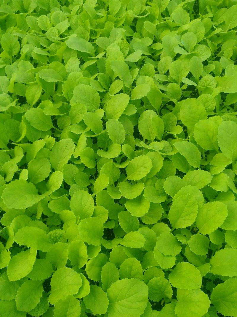 精品大白菜苗一手货源量大从优山东莘县大型苗厂