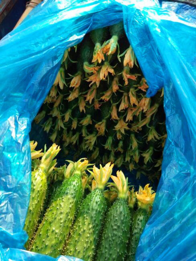 【万亩黄瓜，大量上市】电商货量大便宜，净棚陆地暖冷棚上货
