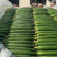 【万亩黄瓜，大量上市】电商货量大便宜，净棚陆地暖冷棚上货