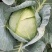 『实力』新鲜圆包菜扁包菜大量上市，保证质量，价格实惠。