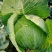 『实力』新鲜圆包菜扁包菜大量上市，保证质量，价格实惠。