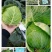 『实力』新鲜圆包菜扁包菜大量上市，保证质量，价格实惠。