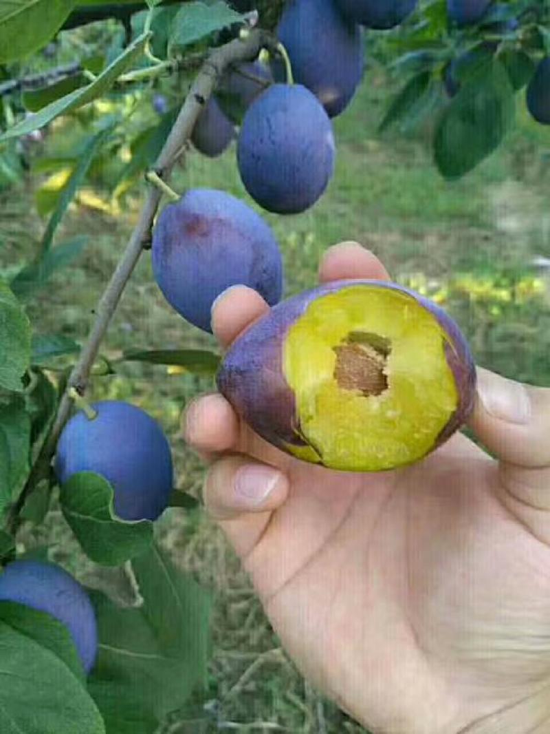 西梅皇后李子树苗西梅李子树苗品种齐全量大从优