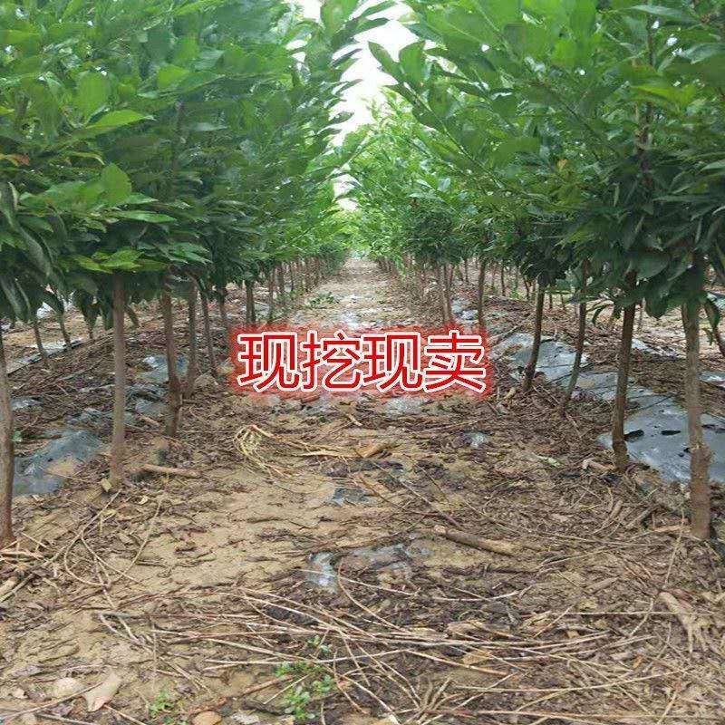 西梅皇后李子树苗西梅李子树苗品种齐全量大从优