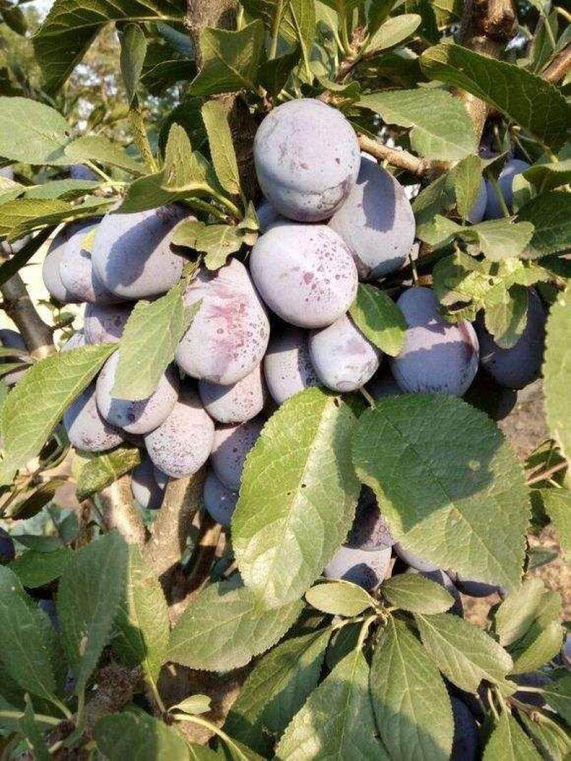 西梅皇后李子树苗西梅李子树苗品种齐全量大从优