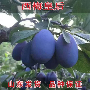 西梅皇后李子树苗西梅李子树苗品种齐全量大从优