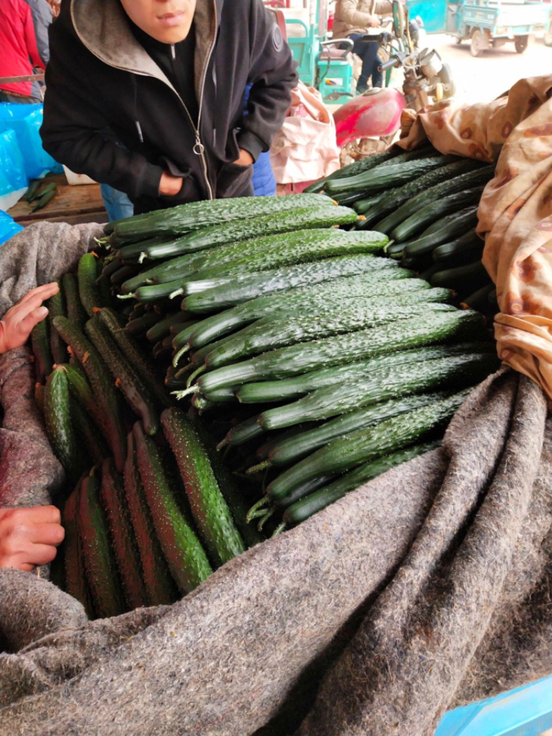 【市场商超食堂】山东黄瓜基地，大量上市，每日稳定，电