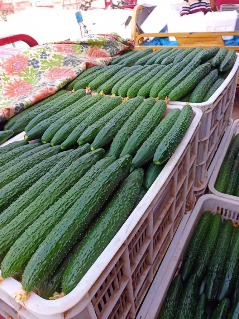 【市场商超食堂】山东黄瓜基地，大量上市，每日稳定，电