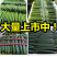 山东莘县黄瓜【食堂超市市场加工厂】每天30万斤量大