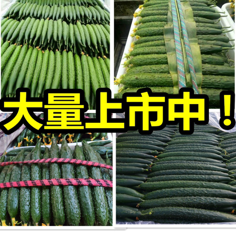 山东莘县黄瓜【食堂超市市场加工厂】每天30万斤量大