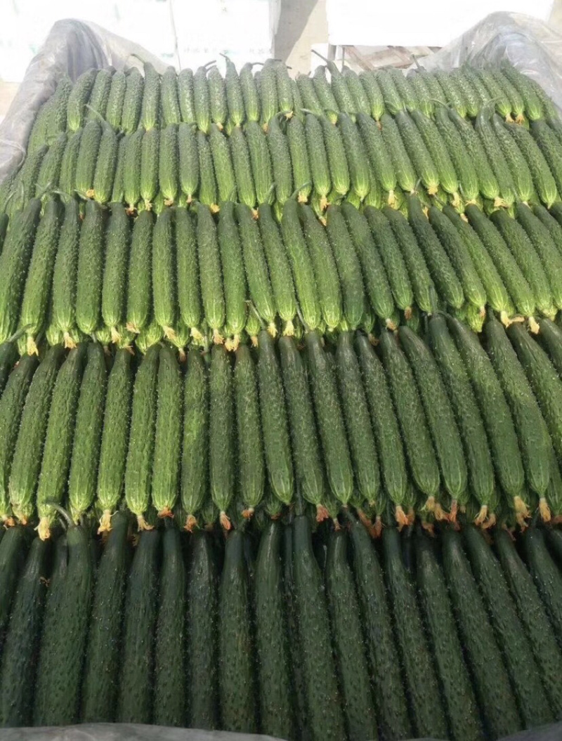 山东莘县黄瓜【食堂超市市场加工厂】每天30万斤量大
