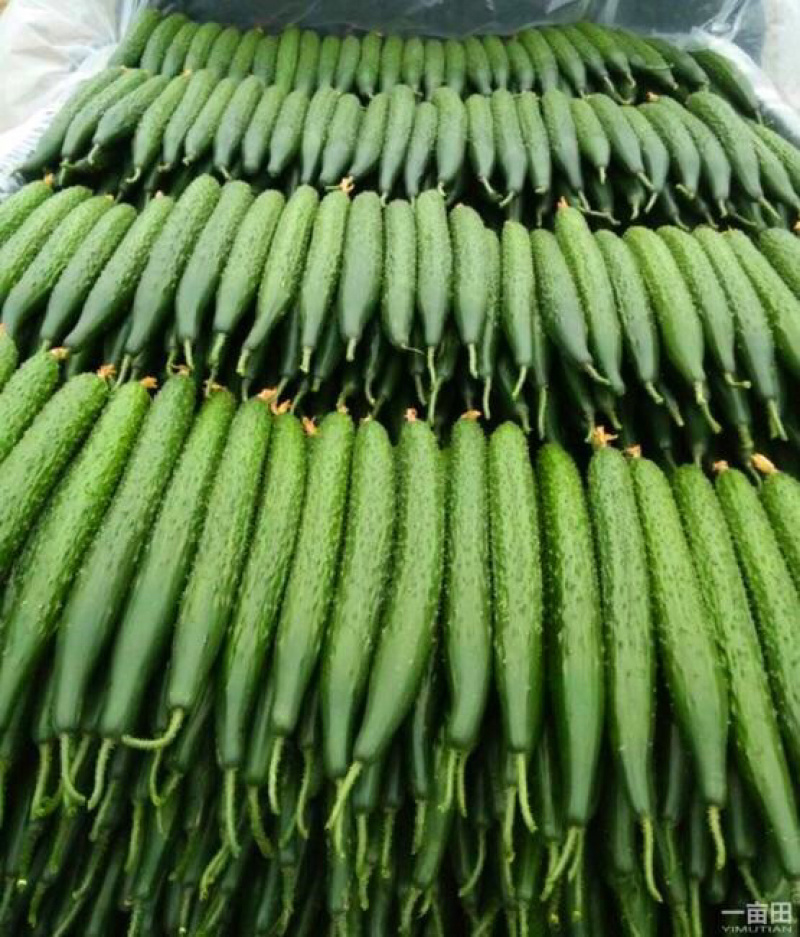 山东莘县黄瓜【食堂超市市场加工厂】每天30万斤量大