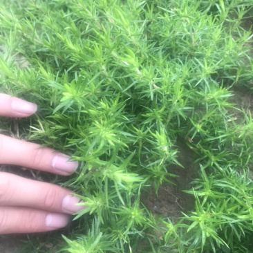 丛生福禄考。裸根