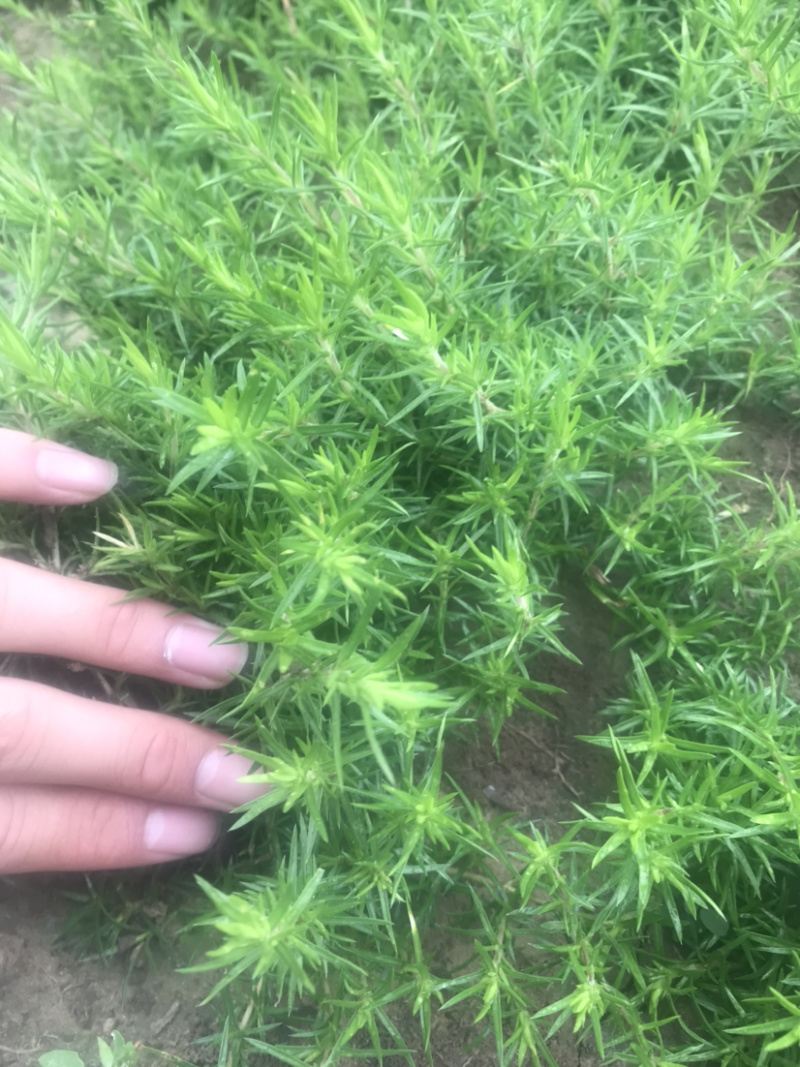 丛生福禄考。裸根