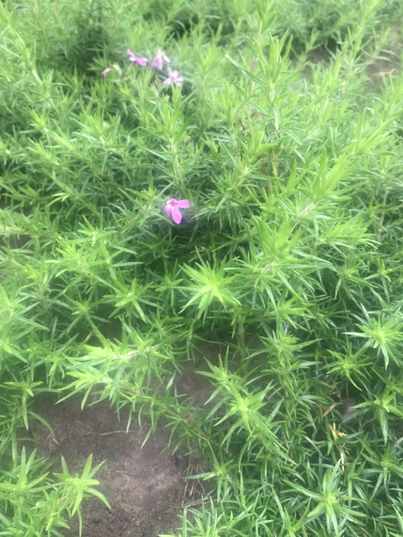 丛生福禄考。裸根