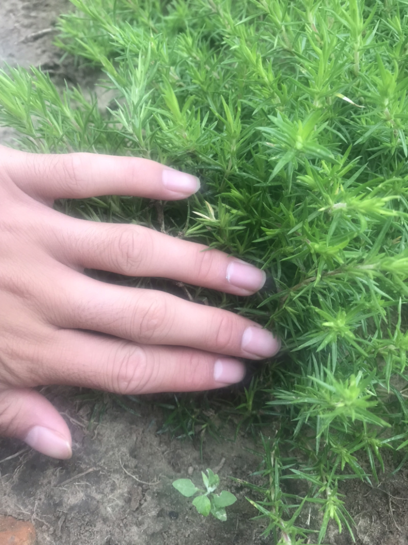丛生福禄考。裸根