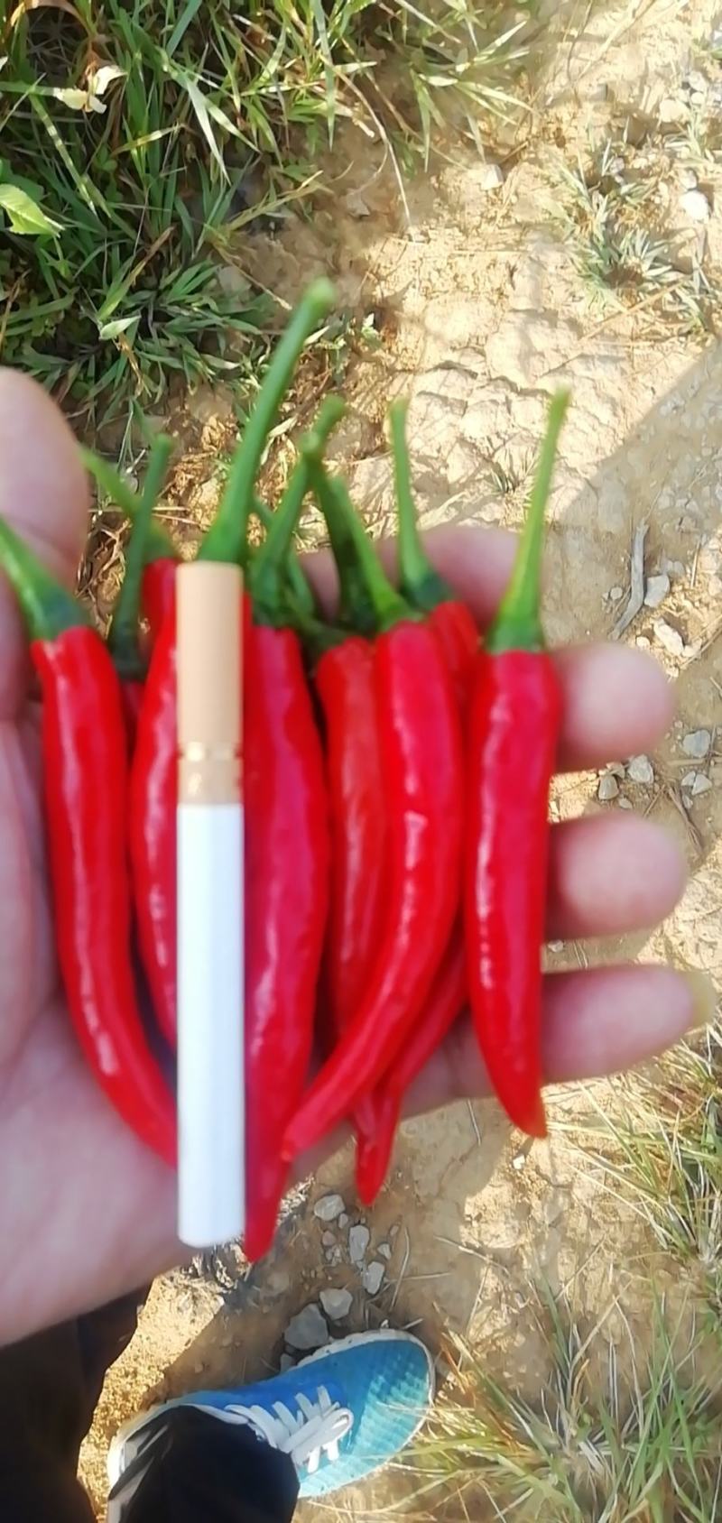 贵州朝天椒盛世二号艳大量上市合作社直供鲜红香辣，产地价格