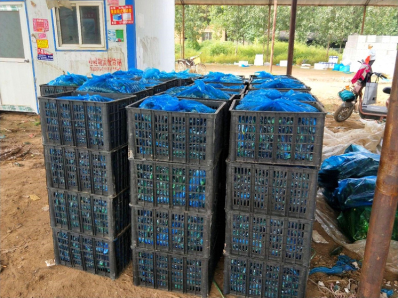 黄瓜【上货快，价格低】山东莘县黄瓜市场，青瓜大宗批发