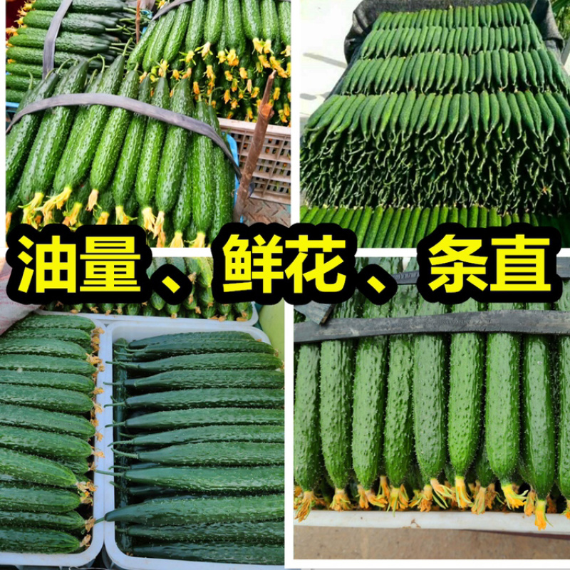 黄瓜【上货快，价格低】山东莘县黄瓜市场，青瓜大宗批发