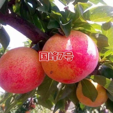 国峰7号李子树苗优质嫁接李子树苗适合各地种植